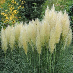 Pampasgräs 'Pumila', 2L