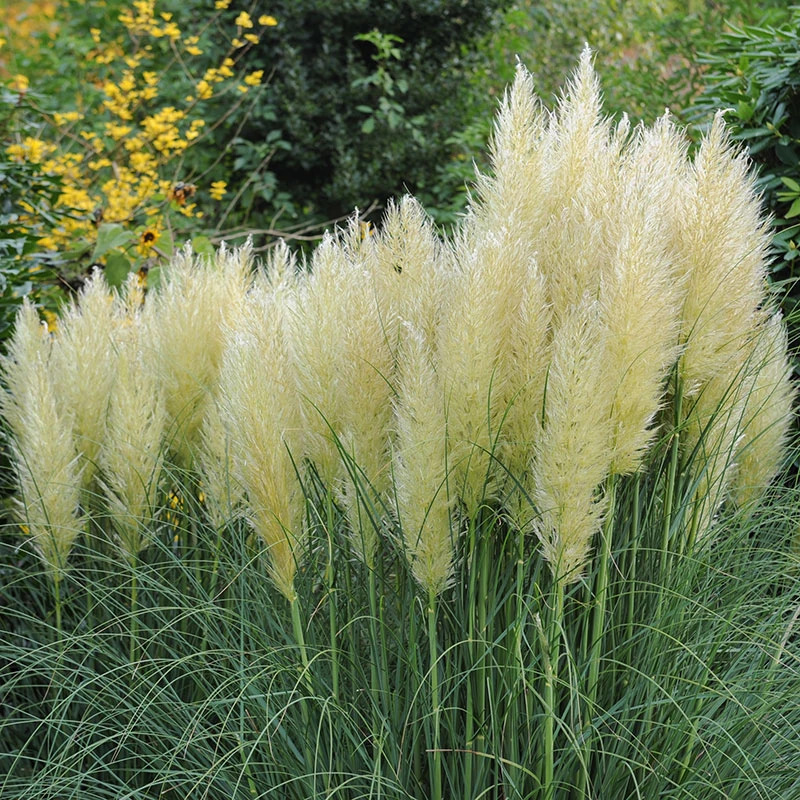 Pampasgräs 'Pumila', 2L 3 Pampasgräs 'Pumila', 2L