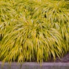 Hakonegräs 'Aureola', 2L -Hot Sale Wexthuset Store prydnadsgras hakonechloa macra aureola