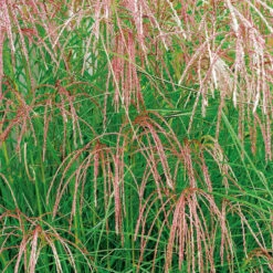 Glansmiskantus 'Flamingo', 2L