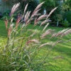Glansmiskantus 'Red Chief', 2L -Hot Sale Wexthuset Store prydnadsgras miscanthus red chief