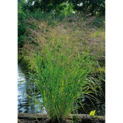 Jungfruhirs 'Squaw', 2L