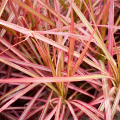 Fjäderborstgräs 'Fireworks', 2L