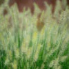 Lampborstgräs 'Little Bunny', 2L -Hot Sale Wexthuset Store prydnadsgras pennisetum little bunny