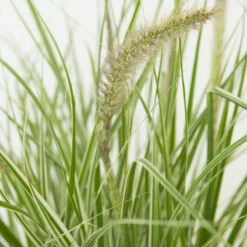 Fjäderborstgräs 'Sky Rocket', 2L