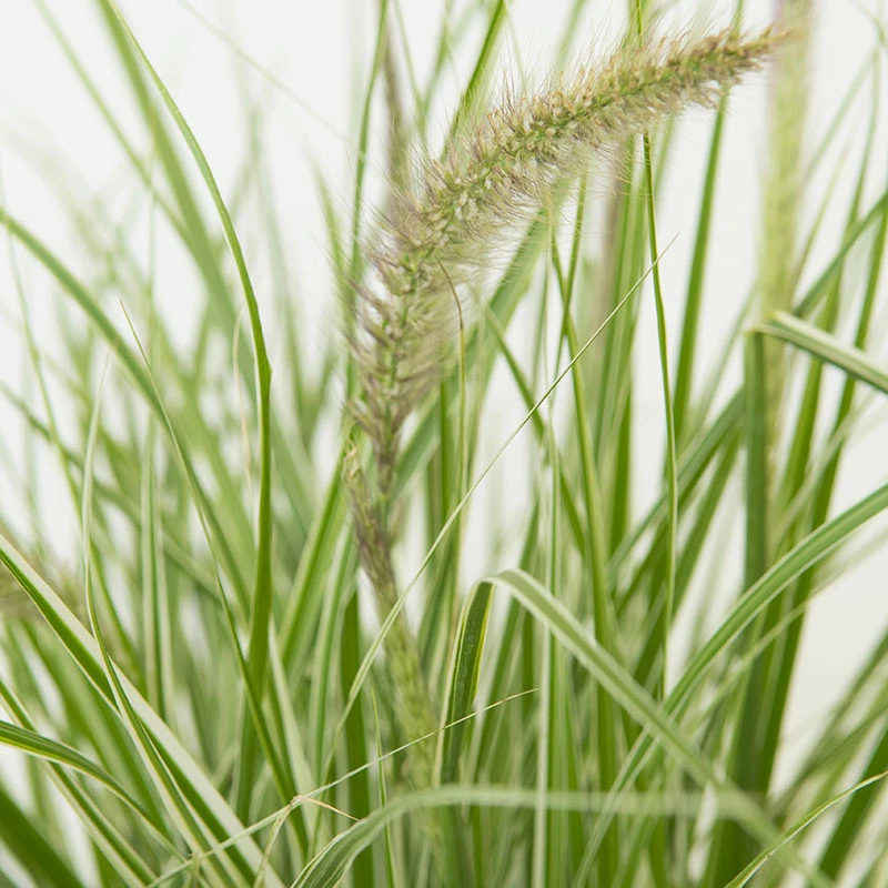 Fjäderborstgräs 'Sky Rocket', 2L 3 Fjäderborstgräs 'Sky Rocket', 2L