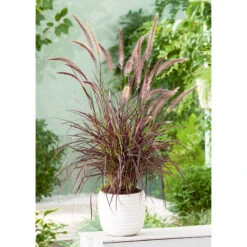 Fjäderborstgräs 'Summer Samba', 2L -Hot Sale Wexthuset Store prydnadsgras pennisetum summer samba i kruka