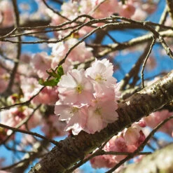 Prydnadskörsbär, Prunus 'Accolade' -Hot Sale Wexthuset Store prydnadskorsbar prunus accolade blomma