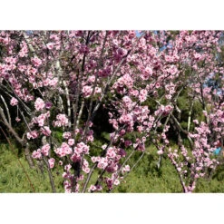 Prydnadskörsbär, Prunus 'Accolade' -Hot Sale Wexthuset Store prydnadskorsbar prunus accolade trad