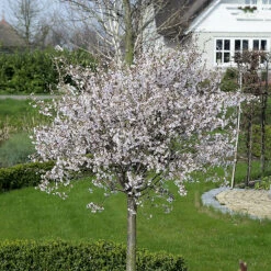 Dvärgkörsbär 'Kojou-no-mai'