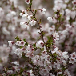 Dvärgkörsbär 'Kojou-no-mai' -Hot Sale Wexthuset Store prydnadstrad dvargkorsbar kojou no mai 3