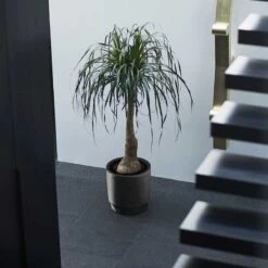 Elho Kruka Pure Grade 39 Cm, Svart -Hot Sale Wexthuset Store pure grade black