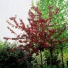 Purpurapel, Malus 'Royalty' -Hot Sale Wexthuset Store purpurapel malus royalty