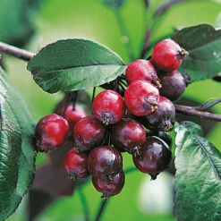Purpurapel, Malus 'Royalty' -Hot Sale Wexthuset Store purpurapel malus royalty bar