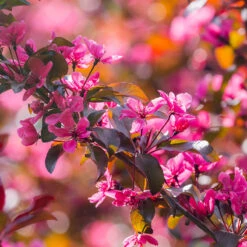 Purpurapel, Malus 'Royalty' -Hot Sale Wexthuset Store purpurapel malus royalty blad i sol