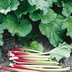 Rabarber 'Elmblitz'