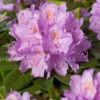 Rhododendron 'Catawbiense Gradiflorum' 30-40cm -Hot Sale Wexthuset Store rhododendron catawbiense gradiflorum