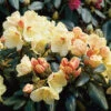 Rhododendron 'Flava' -Hot Sale Wexthuset Store rhododendron flava