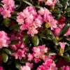 Rhododendron 'Kalinka' -Hot Sale Wexthuset Store rhododendron kalinka