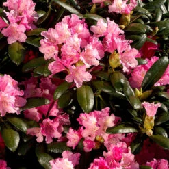 Rhododendron 'Kalinka'