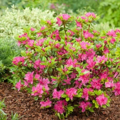 Rhododendron 'Kermesina' (Japansk Azalea), 3-pack -Hot Sale Wexthuset Store rhododendron kermesina japansk azalea 3