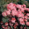 Rhododendron 'Morgonrot'