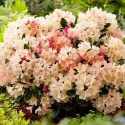 Rhododendron 'Percy Wiseman' -Hot Sale Wexthuset Store rhododendron percy wiseman