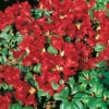 Rhododendron 'Scarlet Wonder'
