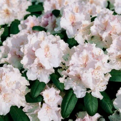 Rhododendron 'Schneekrone'