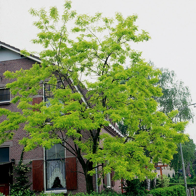 Robinia Pseudoacacia 3 Robinia Pseudoacacia