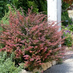 Röd Häckberberis 'Atropurpurea'