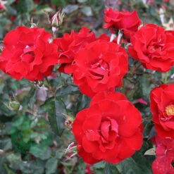 Ros 'H.C. Andersen' -Hot Sale Wexthuset Store rod ros h c andersen