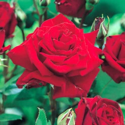 Ros 'Ingrid Bergman' -Hot Sale Wexthuset Store rod ros ingrid bergman