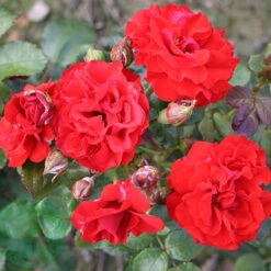 Ros 'Molde' -Hot Sale Wexthuset Store rod ros molde