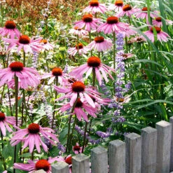 Röd Solhatt 'Magnus' -Hot Sale Wexthuset Store rod solhatt magnus