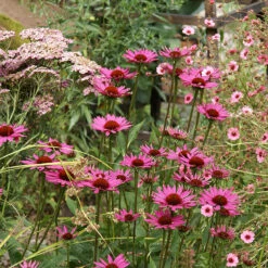 Röd Solhatt 'Magnus' -Hot Sale Wexthuset Store rod solhatt rudbeckia purpurea magnus