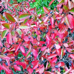 Slånaronia 'Elata' 60-100 Cm, 5-pack -Hot Sale Wexthuset Store roda hostfarger aronia med bar 1