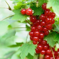 Röda Vinbär 'Rolan', 5-pack -Hot Sale Wexthuset Store roda vinbar rolan 2