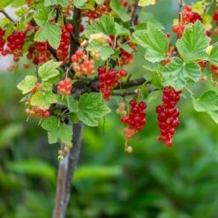 Röda Vinbär 'Rolan', Stam, 5-pack -Hot Sale Wexthuset Store roda vinbar rolan stam 2 1