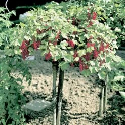 Röda Vinbär 'Rolan', Stam, 5-pack -Hot Sale Wexthuset Store roda vinbar rolan stam 3 1