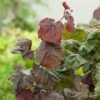 Rödbladig Ormhassel 'Red Majestic' -Hot Sale Wexthuset Store rodbladig ormhassel red majestic 2 3