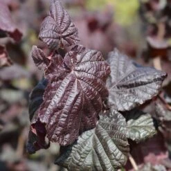 Hassel 'Red Majestic', 1-pack -Hot Sale Wexthuset Store rodbladig ormhassel red majestic 3