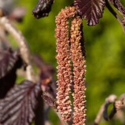 Hassel 'Red Majestic', 1-pack -Hot Sale Wexthuset Store rodbladig ormhassel red majestic 4