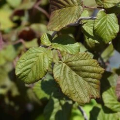 Hassel 'Red Majestic', 3-pack -Hot Sale Wexthuset Store rodbladig ormhassel red majestic 5 2