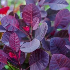 Rödbladig Perukbuske 'Royal Purple', 1-pack 8 Rödbladig Perukbuske 'Royal Purple', 1-pack -Hot Sale Wexthuset Store rodbladig perukbuske royal purple 2 1