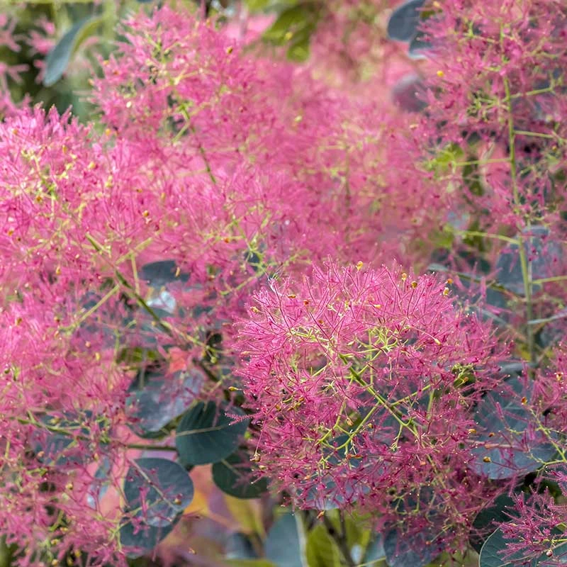 Rödbladig Perukbuske 'Royal Purple', 1-pack 6 Rödbladig Perukbuske 'Royal Purple', 1-pack - Image 4