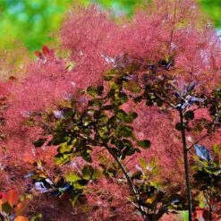 Rödbladig Perukbuske 'Royal Purple', 3-pack -Hot Sale Wexthuset Store rodbladig perukbuske royal purple 5