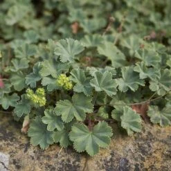 Rödskaftig Daggkåpa, 6-pack -Hot Sale Wexthuset Store rodskaftig daggkapa 2