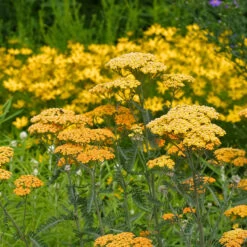 Gyllenöllika 'Terracotta', 6-pack -Hot Sale Wexthuset Store rollika terracotta perenn 1