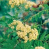 Rönn 50-80 Cm, 100-pack -Hot Sale Wexthuset Store ronn sorbus aucuparia 1